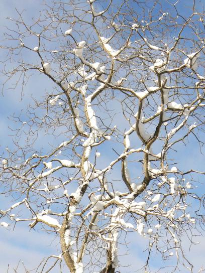 nieve, cubierto, árbol