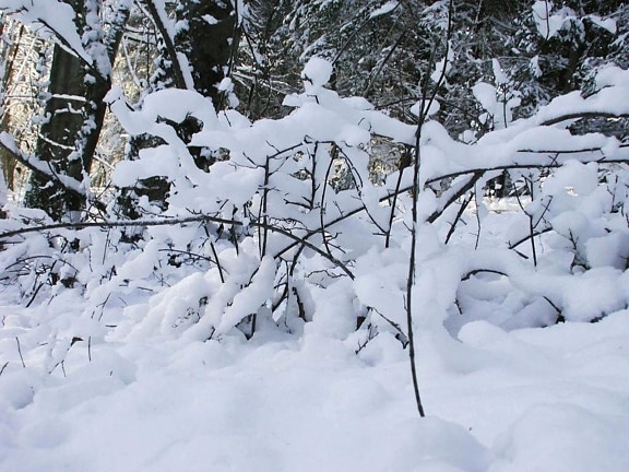 salju, meringkuk, cabang