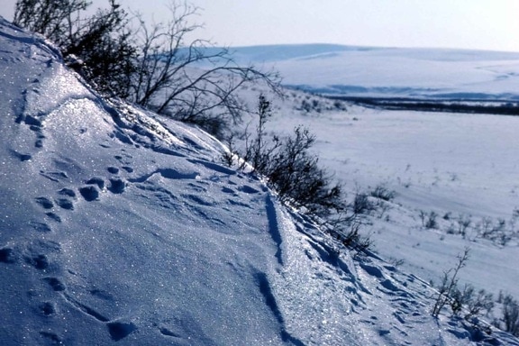 snow, marks, ground