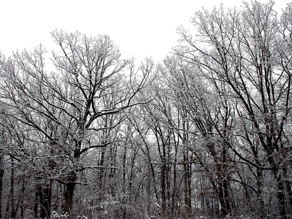 nieve, árboles