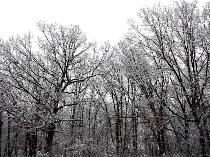 sne, træer