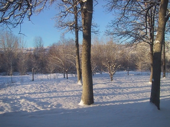 śnieg, drzewa, pola