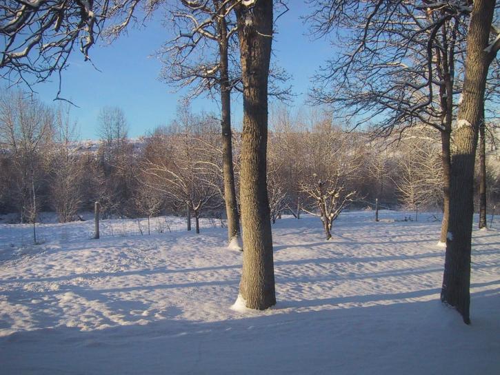 zăpadă, copaci, câmp