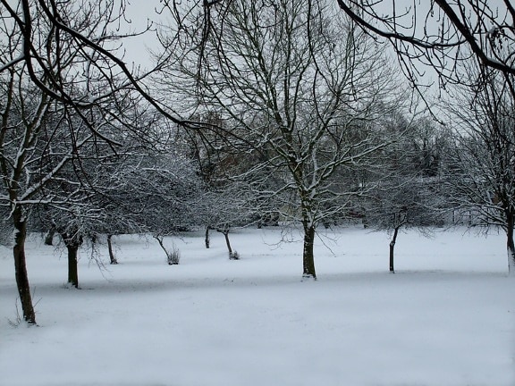 сніг, сцена