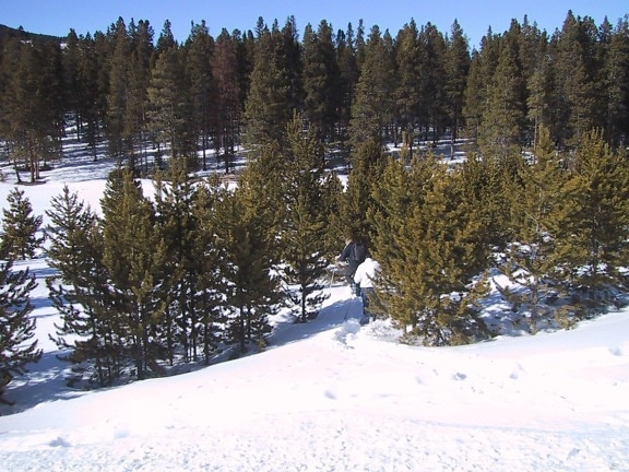 snowshoeing, trees