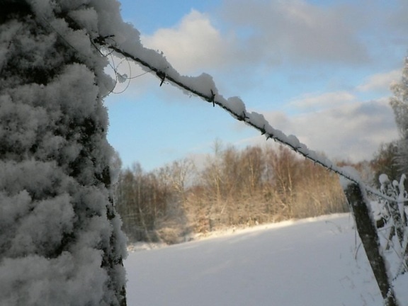 zăpadă, barbwire, gard