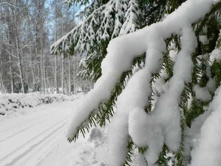 snowy, branch