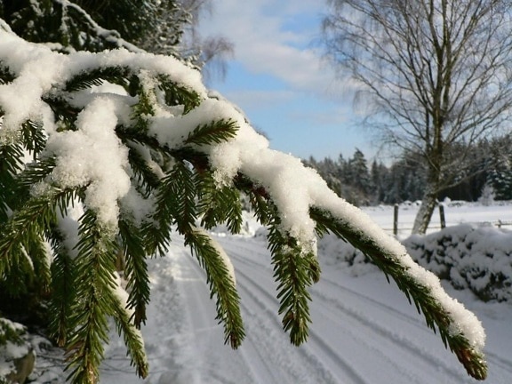 snowy, spruce, branch
