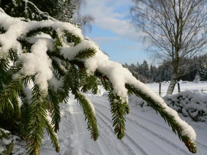 snowy, spruce, branch