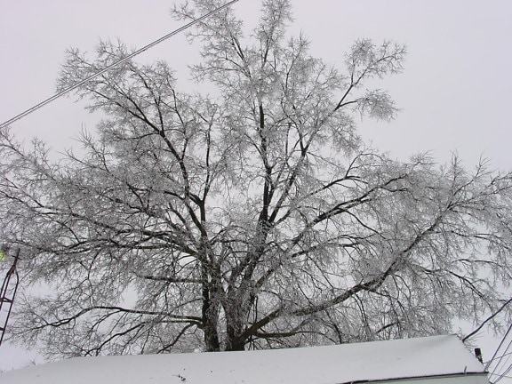 cubierto de nieve, árbol
