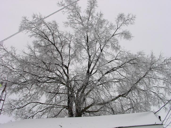 snöig, träd