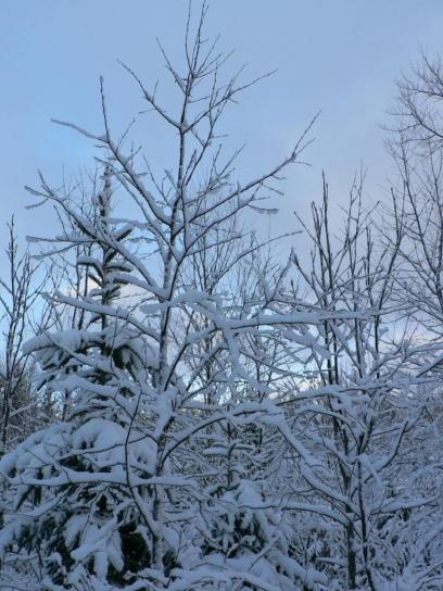 snowy, drzewa