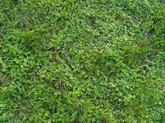 green, young, spring, grass