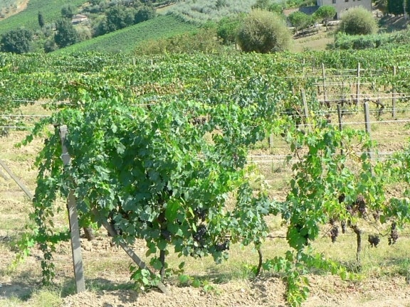 vineyard, summer