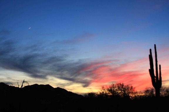 Image, zonsopgang, woestijn, cactus, silhouet