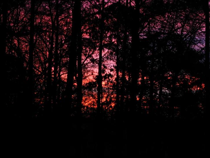 morning, sunrise, woods