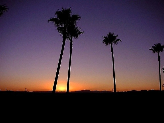 пальмові дерева, схiд сонця