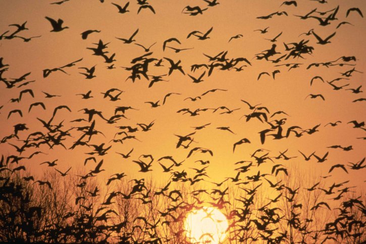 scenic, geese, flying, sunrise