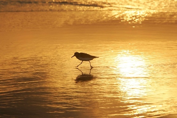 shorebird, 일출, 해안 산책
