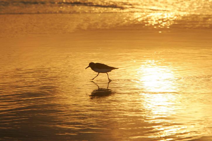 shorebird, solopgang, gåture, kyst