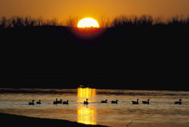 snow, geese, birds, lake, sunrise