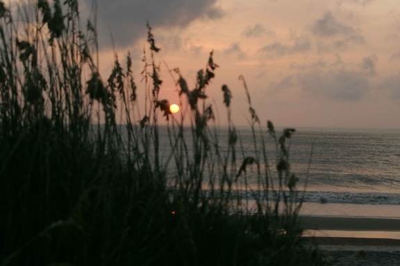 matahari terbit, Taman Nasional, alang-alang, pantai, air