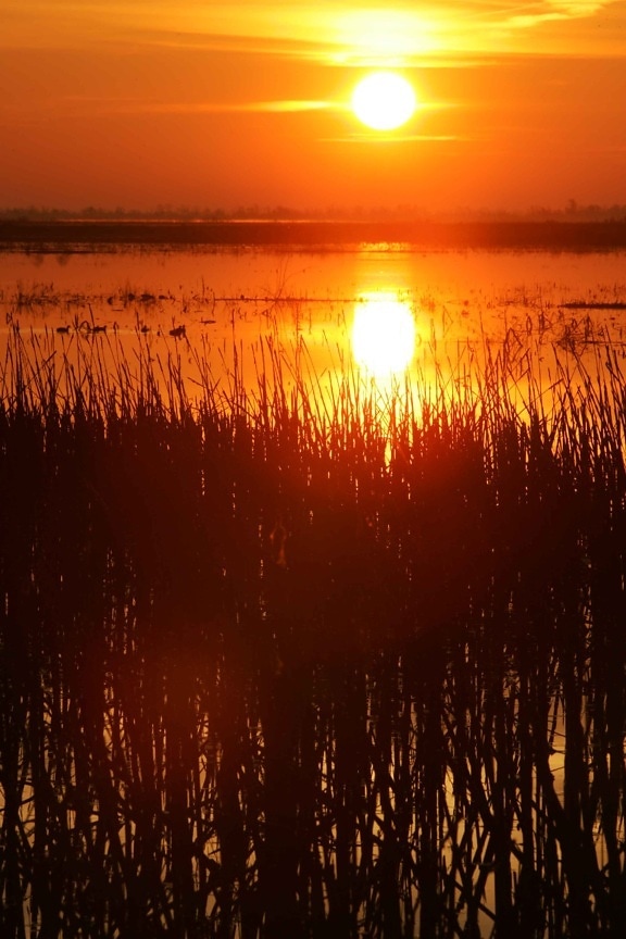 sunrise, swamp, water