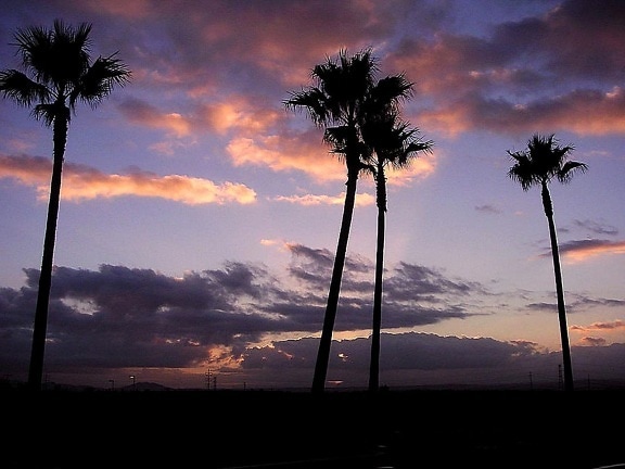 východ slnka, palmy