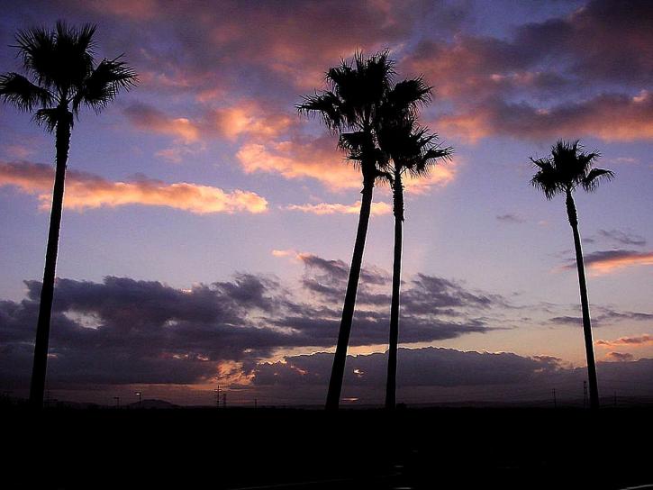 sunrise, palm trees