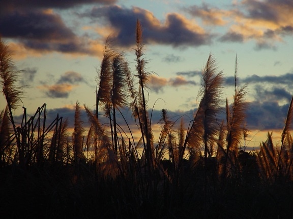 sunset, glow, reeds