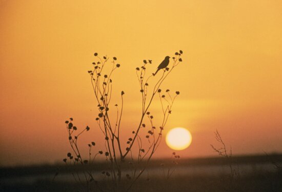 solnedgang, Tewaukoa, ørkenen, tilflugt