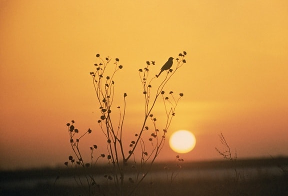 coucher du soleil, Tewaukoa, désert, refuge