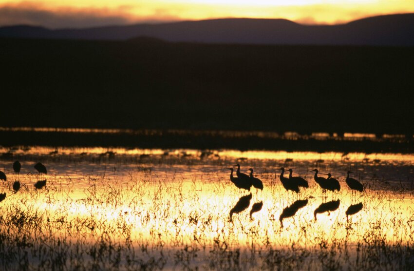 Free picture: beautiful, sunset, bird, silhouttes,