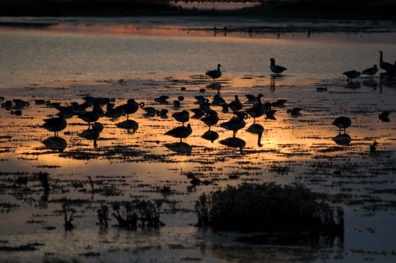 pájaros, puesta del sol, paisaje