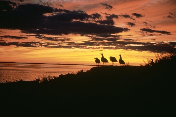 gulls, sunset