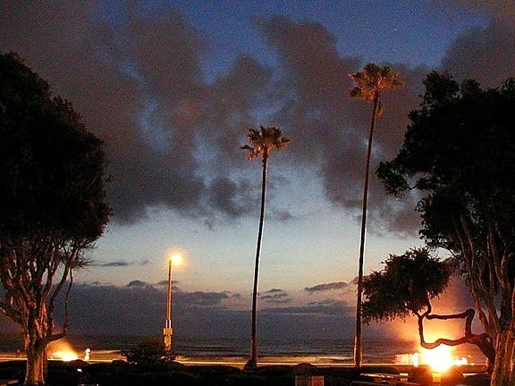 ocean, beach, sunset, palm trees