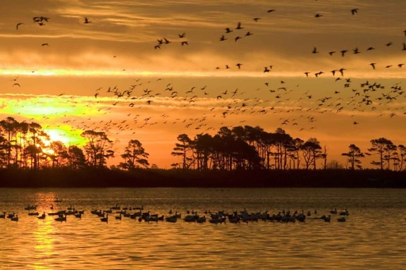 orange, clouds, bright yellow, setting, Sun, silhouetted, flying, waterfowl, trees