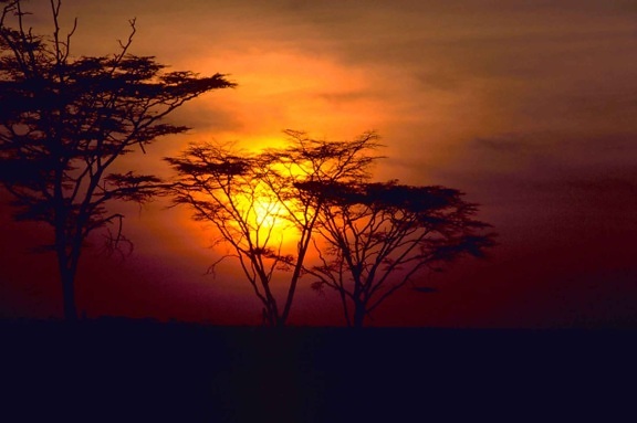 röda, vackra, afrikanska, solnedgång