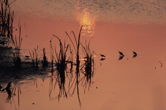 sandpipers, sunset