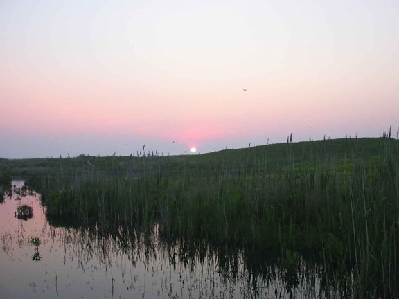 sunset, marsh