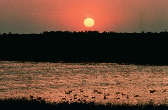 sunset, wetlands, birds, water