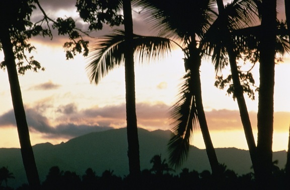 západ slnka, palmy