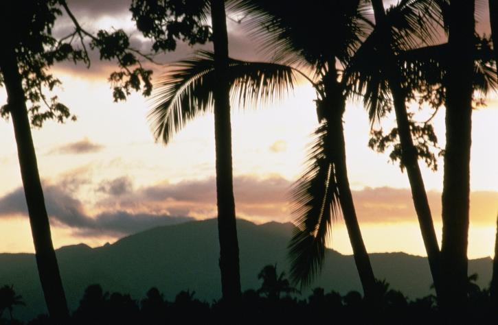 zonsondergang, palmen