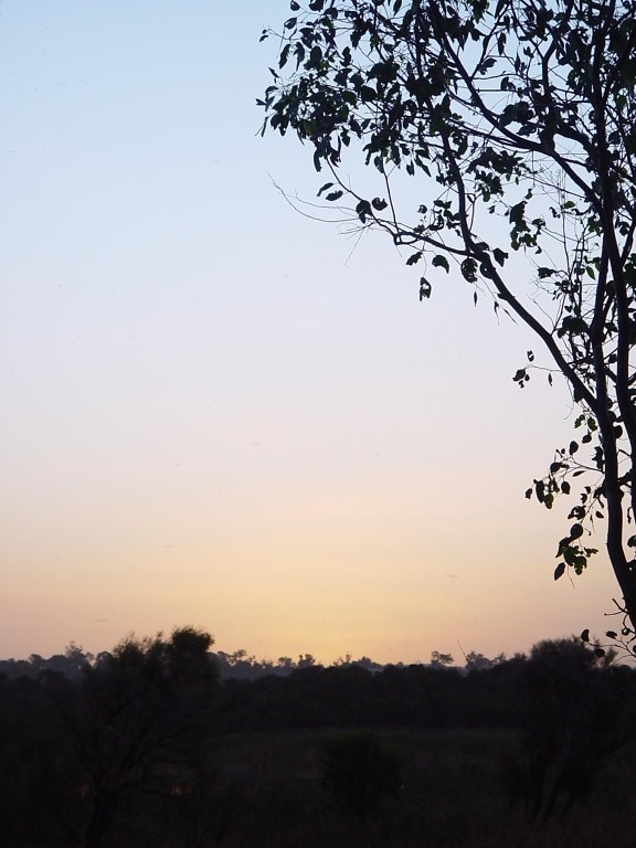 coucher du soleil, arbre, silhouette