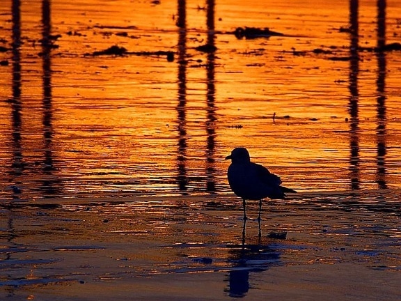 sunsets, seagulls
