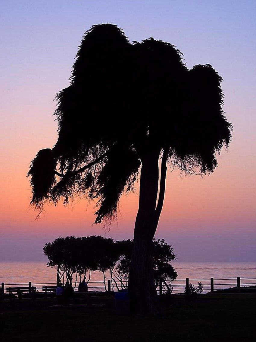 free-picture-tree-sunset