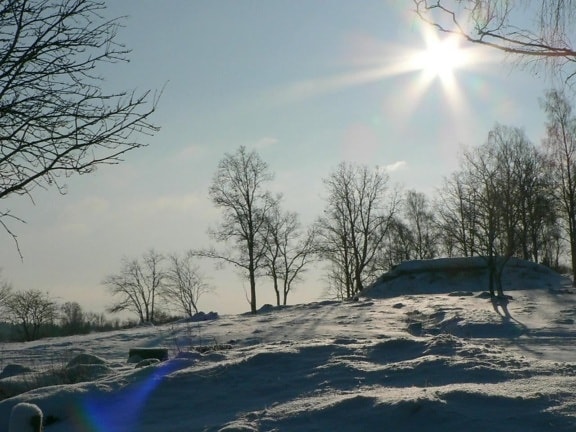 sole, neve, albero, collina