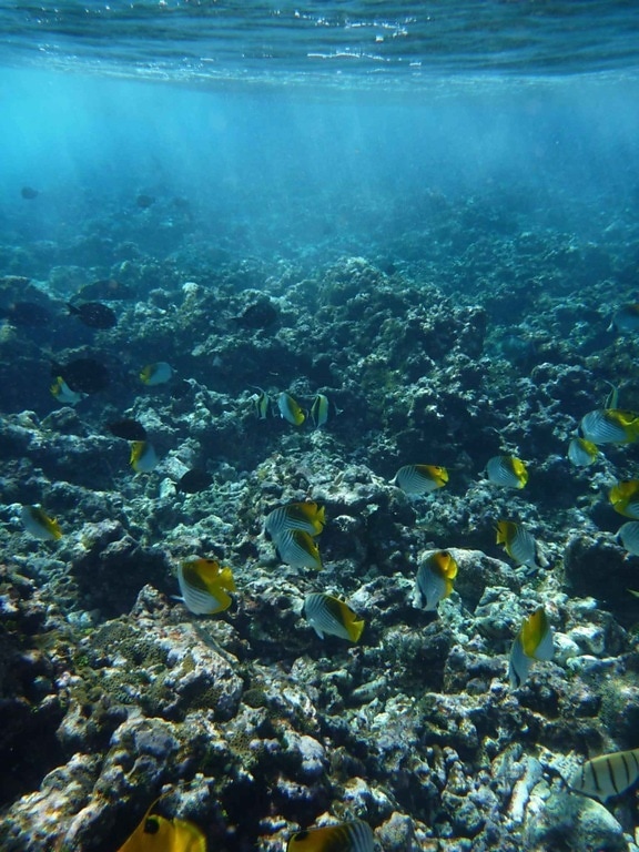 bajo el agua, los arrecifes