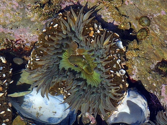 anemone, plant
