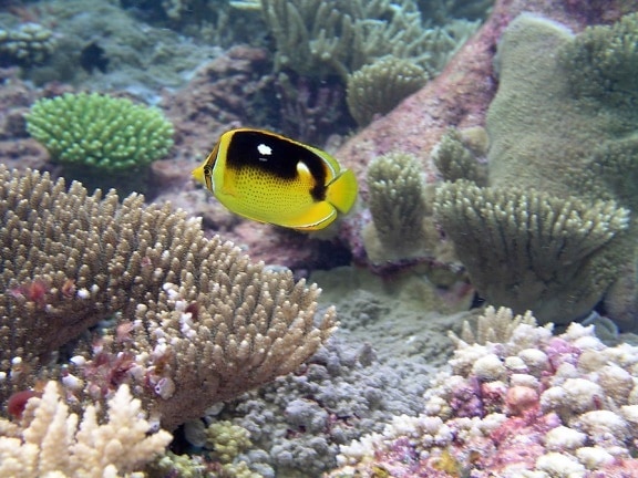 butterfly, fish, swim, coral